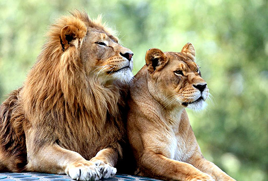Beautiful Male Lion & Mate width=